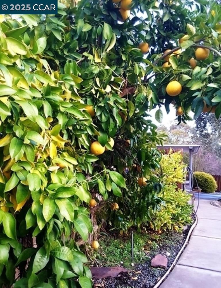 ALAMO HILLS - Residential