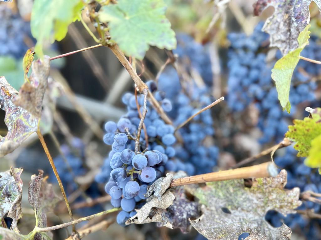 CARRIAGE SQUARE - Residential