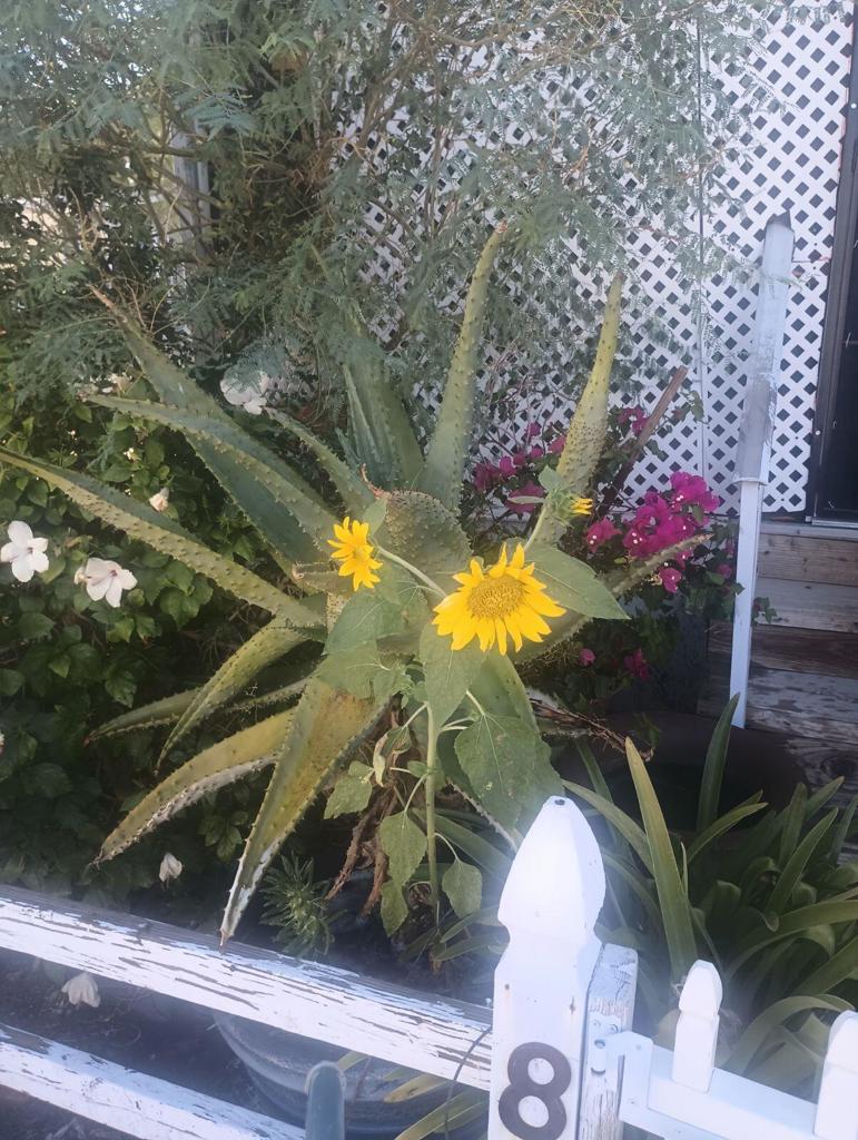 Not Applicable-1 - Manufactured In Park