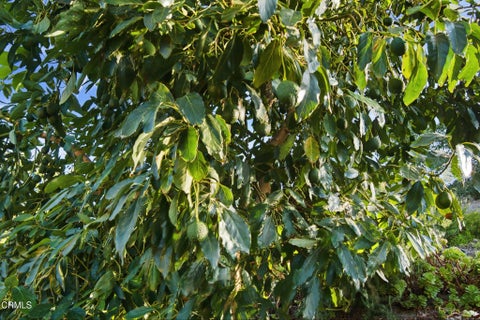 Tiny photo for 6446 San Como Lane, Camarillo, CA 93012 (MLS # V1-39265)