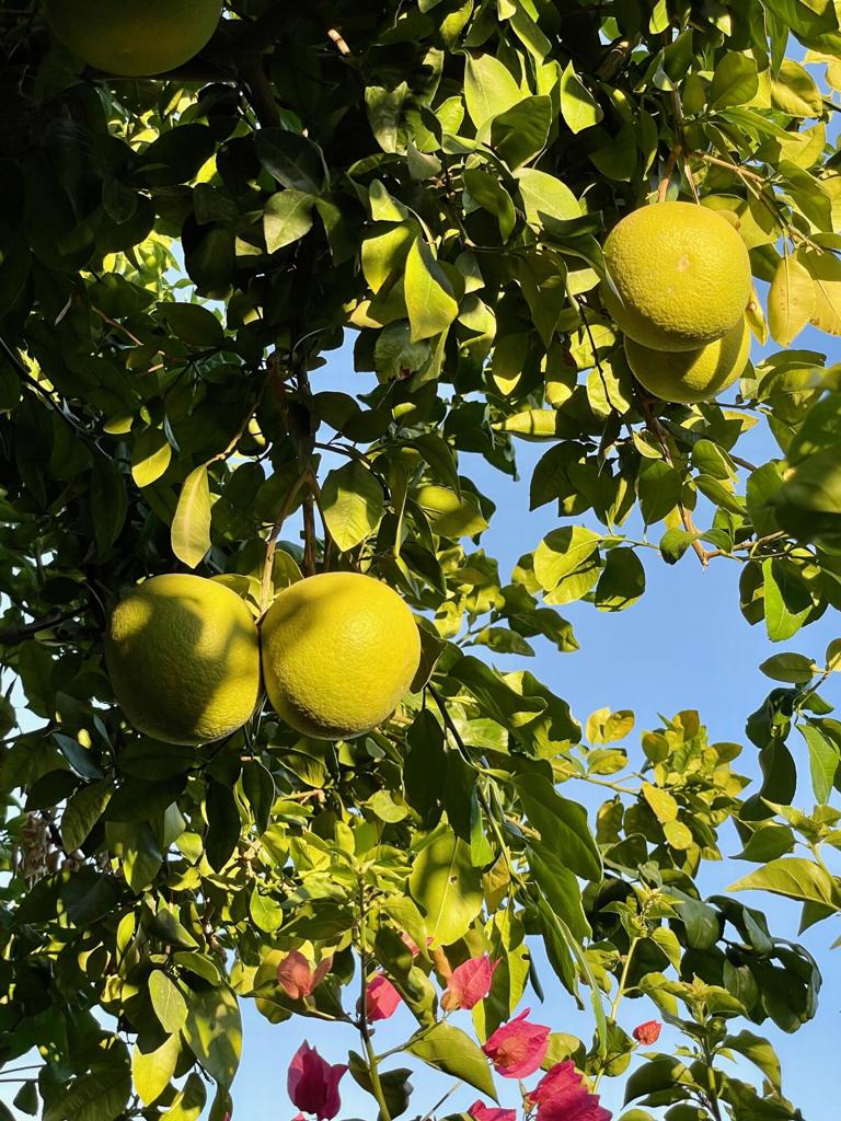 Palm Desert Country - Residential Lease