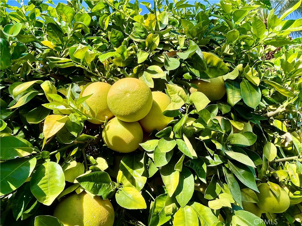 Thunderbird Palms (32203) - Residential