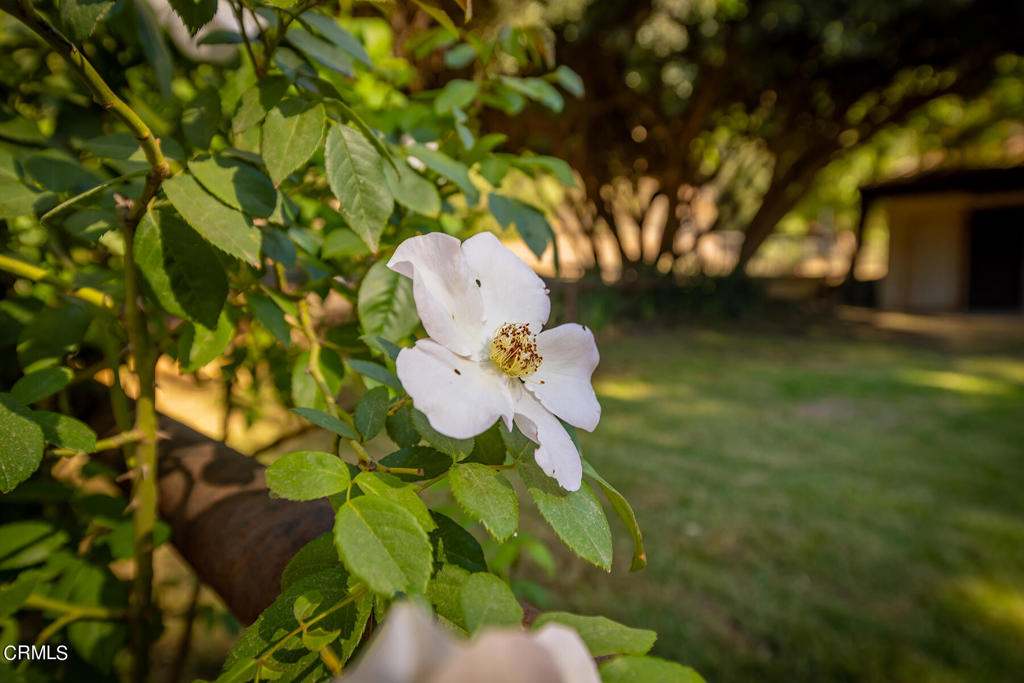 Ojai: Other - Residential