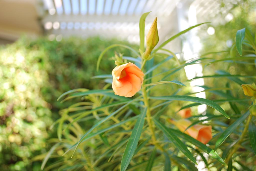 Sun City - Residential Lease