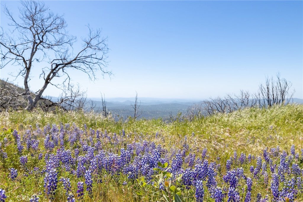 39 Acres Buckingham Mountain Road