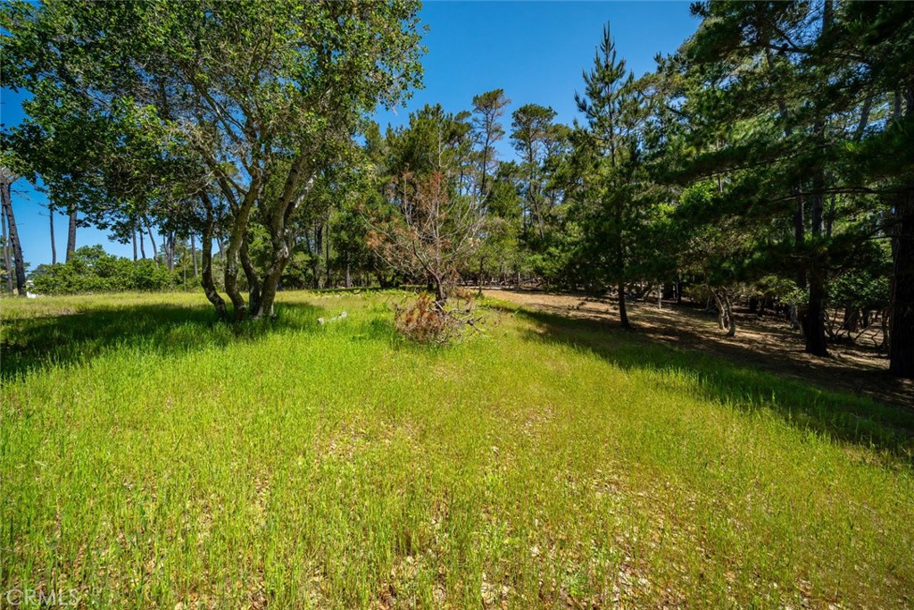 MOTIVATED SELLER! Over an acre in one of Cambria’s best neighborhoods. In an area of stunning high-end homes, this level lot offers a rare combination of privacy and convenience. Just a short stroll to iconic Moonstone Beach and minutes from the charm of downtown Cambria, this flat parcel enjoys the serenity of coastal living in an area known for its refined homes, natural beauty, and relaxed elegance. The property comes with a CCSD water wait list position of #580.