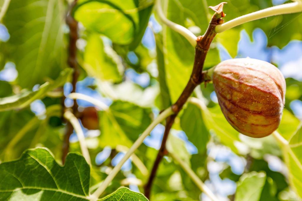 Woodcrest (WT) - Residential