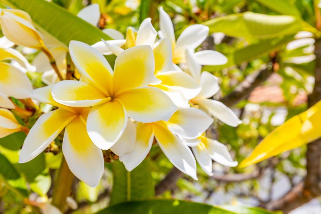 Woodcrest (WT) - Residential