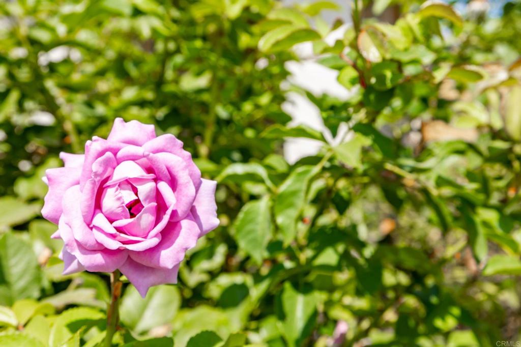 Woodcrest (WT) - Residential