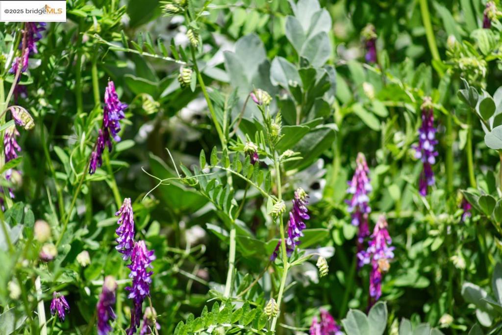 BERKELEY HILLS - Residential