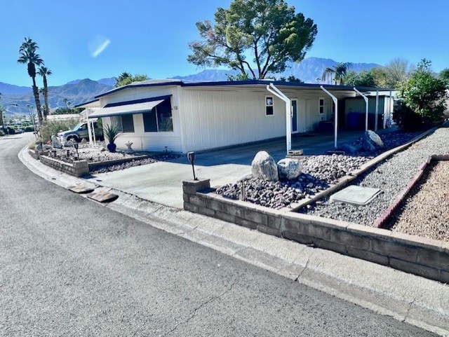 Date Palm - Residential