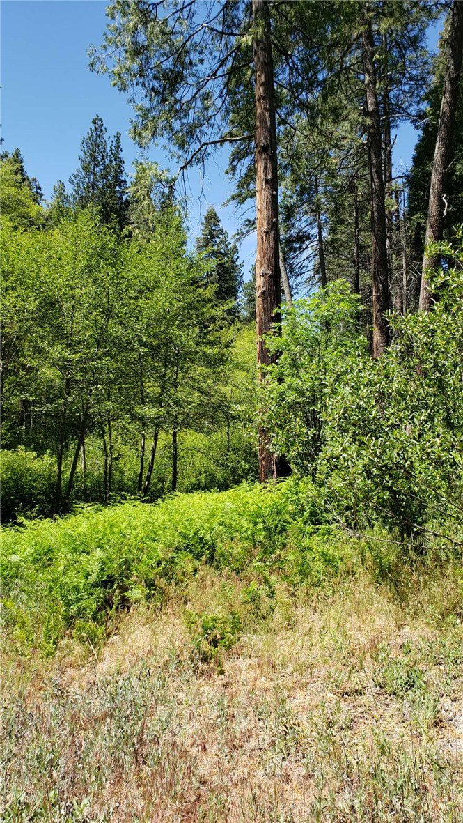 29531 Little Bear Creek Road