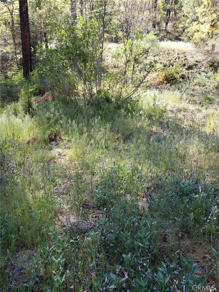 29531 Little Bear Creek Road