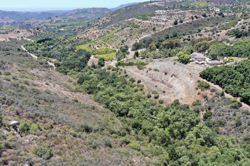 El Calamar