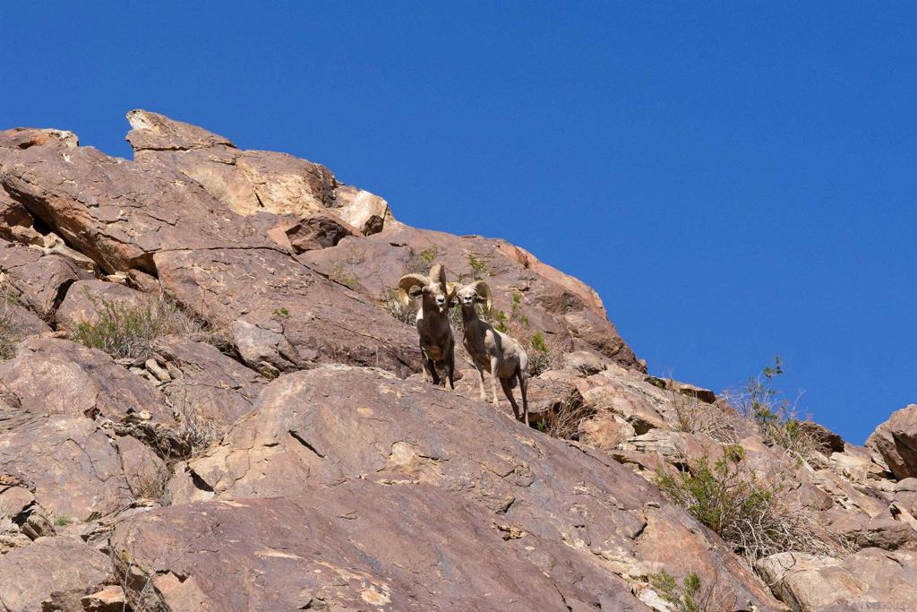 Borrego Springs - Residential