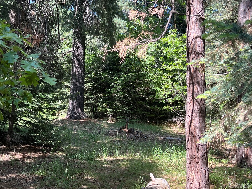 Sky Forest (SKYF) - Land