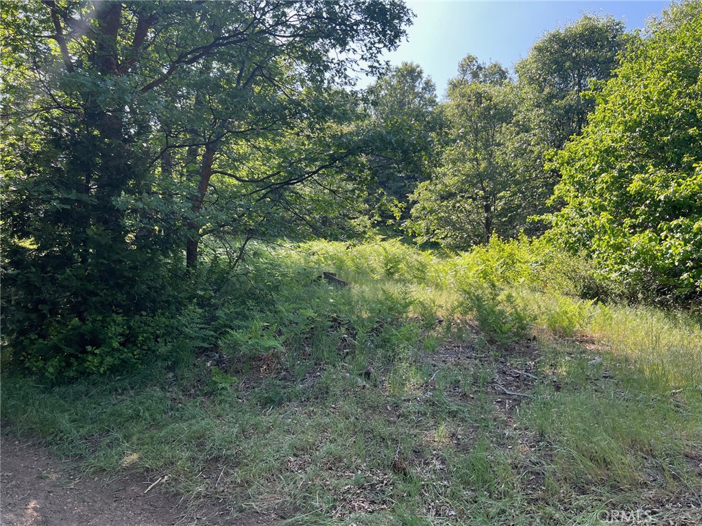 Sky Forest (SKYF) - Land