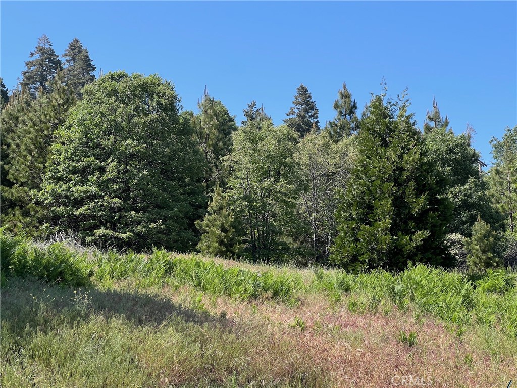 Sky Forest (SKYF) - Land