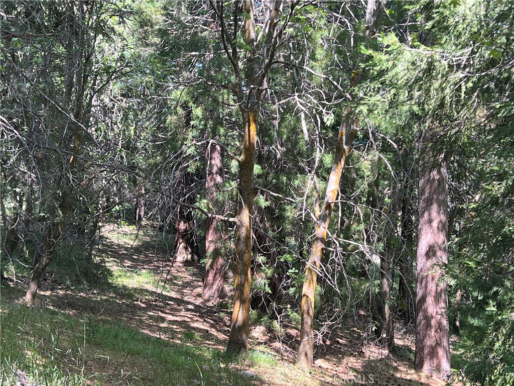 Sky Forest (SKYF) - Land