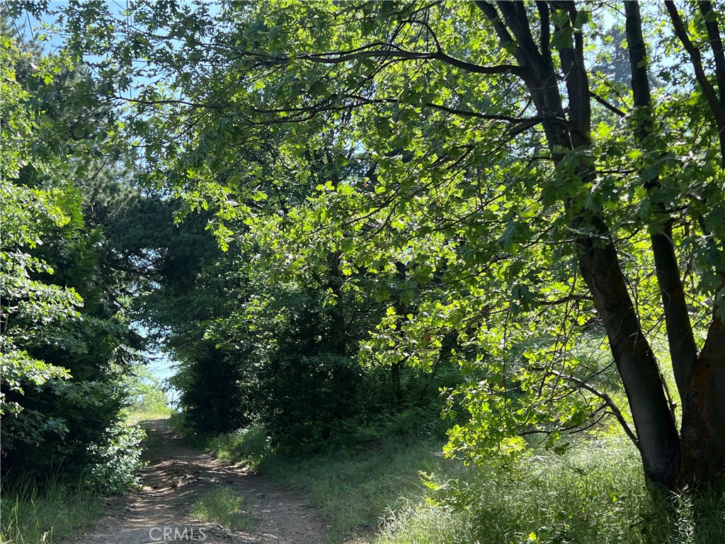 Sky Forest (SKYF) - Land