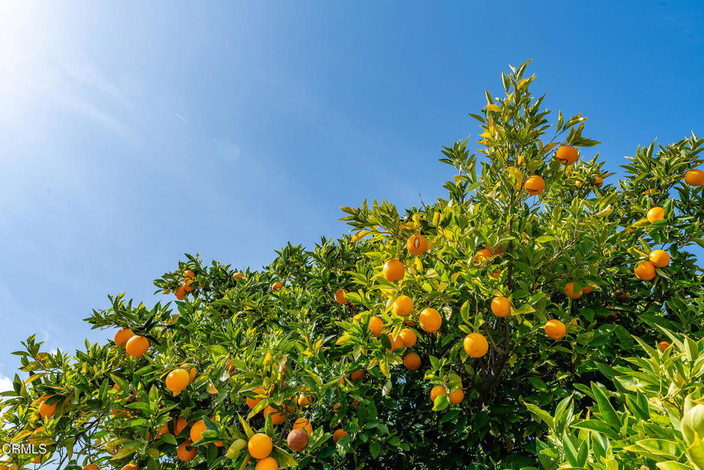 Tapo Collections-500 - Land