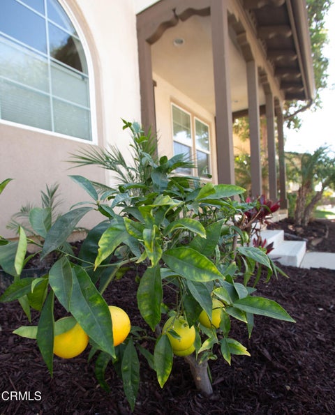 Tiny photo for 11278 Tiger Lily Street, Ventura, CA 93004 (MLS # V1-39282)