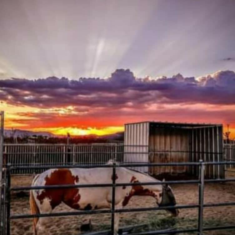 Have you ever wanted an animal rescue compound with several dwelling units. 2.5 acres, with a 400sf original homestead cabin, large garage converted into a 3 bed 1 bath, two earthen dome studio casitas. All with heating and cooling. RV hook ups. Several animal pens, horse corrals, and accommodations for cats, dogs, pigs, tortoises and more.. Just a few hundred feet away from the vast government open space for riding your stallion off into the sunsets. At the base of beautiful Goat Mtn. Just 5 minutes from the Integratron. Gorgeous Joshua Trees and magical sunsets. Years of work went into building the ultimate compound for family, friends, and animals. Presenting you a nearly turn-key opportunity to hit the ground running. Starry nights, under the milky way. Panoramic views of nearby mountain ranges. 22 miles to Joshua Tree National Monument where about 3 million tourists visit annually. 49 miles to Palm Springs. 54 milers to Big Bear Lake. 137 miles to Los Angeles. Landers is known for its peace and serenity. In 2021 the Landers zip code was #1 in value increases in all of California. The secret is out. New homes and designer remodels can be seen throughout the area. Local lenders may be able to help with the Homestead Cabin zoning. Don't Wait! - Call Now!