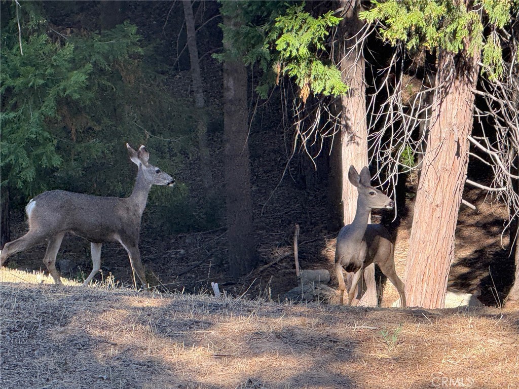 Arrowhead Woods (AWHW) - Land