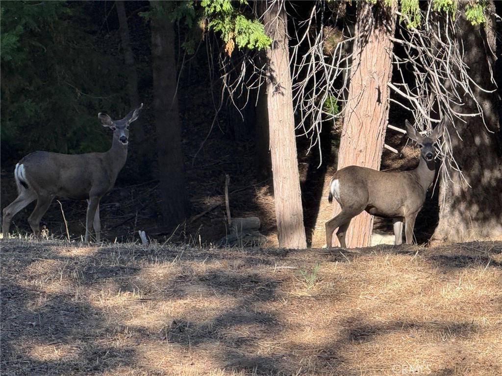 Arrowhead Woods (AWHW) - Land
