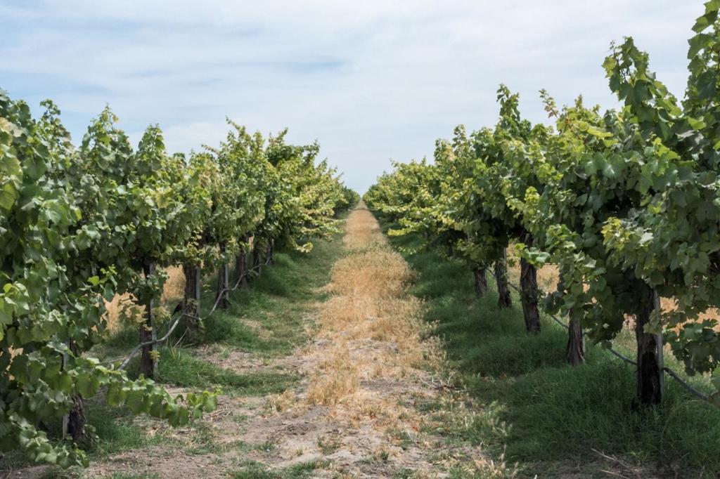.Current Extended Winery Contracts in Place !! In a vicious market, Oberti has 2-13 year contract with major wineries + Incentives. Premier vineyard in the Central Valley with an exceptional income history. Located 100 miles due east of Santa Cruz, Madera is warm, sunny, and flat with the right combination of soil type, rock/mineral deposits, and altitude.Set on approximately 630 acres of contiguous land, J. Oberti Vineyards has a reputation for consistent quality and high volume production of Grenache, Merlot, and Chardonnay grapes .Wells are generating over 8,000 GPM of single-line drip irrigation from a 16,000-sq ft reservoir. For future requirements, you have (2) additional unconnected wells. New Chardonnay vines of 100 acres, offering potential for future income produced 11.5 tons / acre in first season. Infrastructure includes a 4400 sq ft maintenance shed in a 42,000 sq ft staging area.J.Oberti Vineyards has current contracts with major wineries for guaranteed pricing. Contracts run from the 2024 season and all are established with escalating base rates over the individual contract periods plus inclusion of transportation costs by wineries.