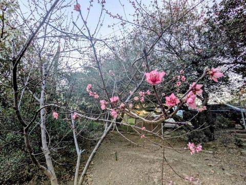 Tiny photo for 2855 Heliotrope Drive, Julian, CA 92036 (MLS # NDP2602171)