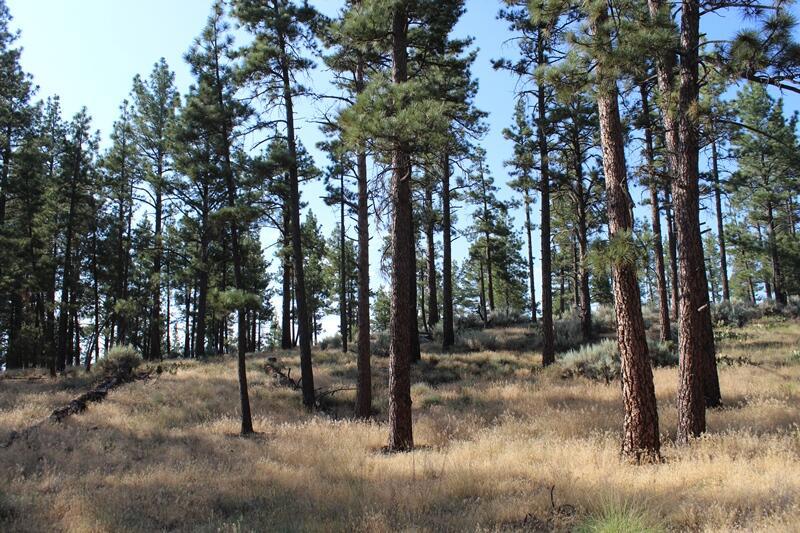 Garner Valley - Land