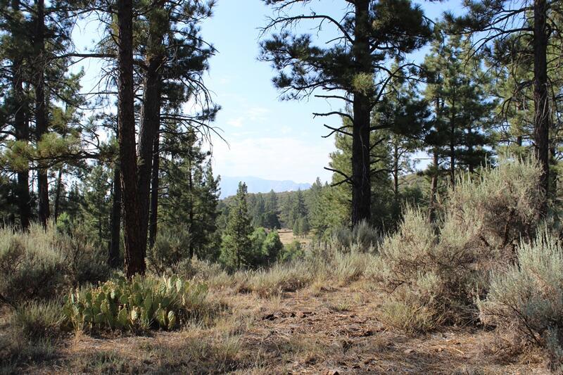 Garner Valley - Land