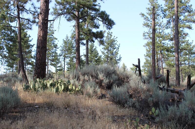 Garner Valley - Land