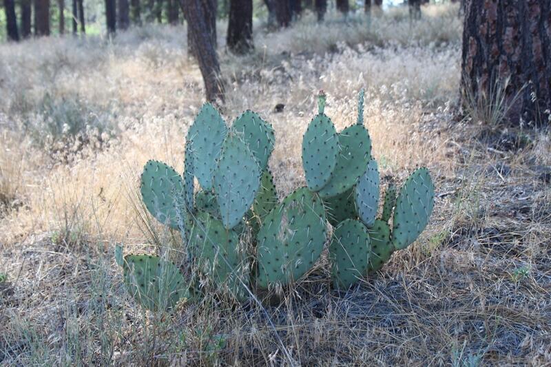 Garner Valley - Land