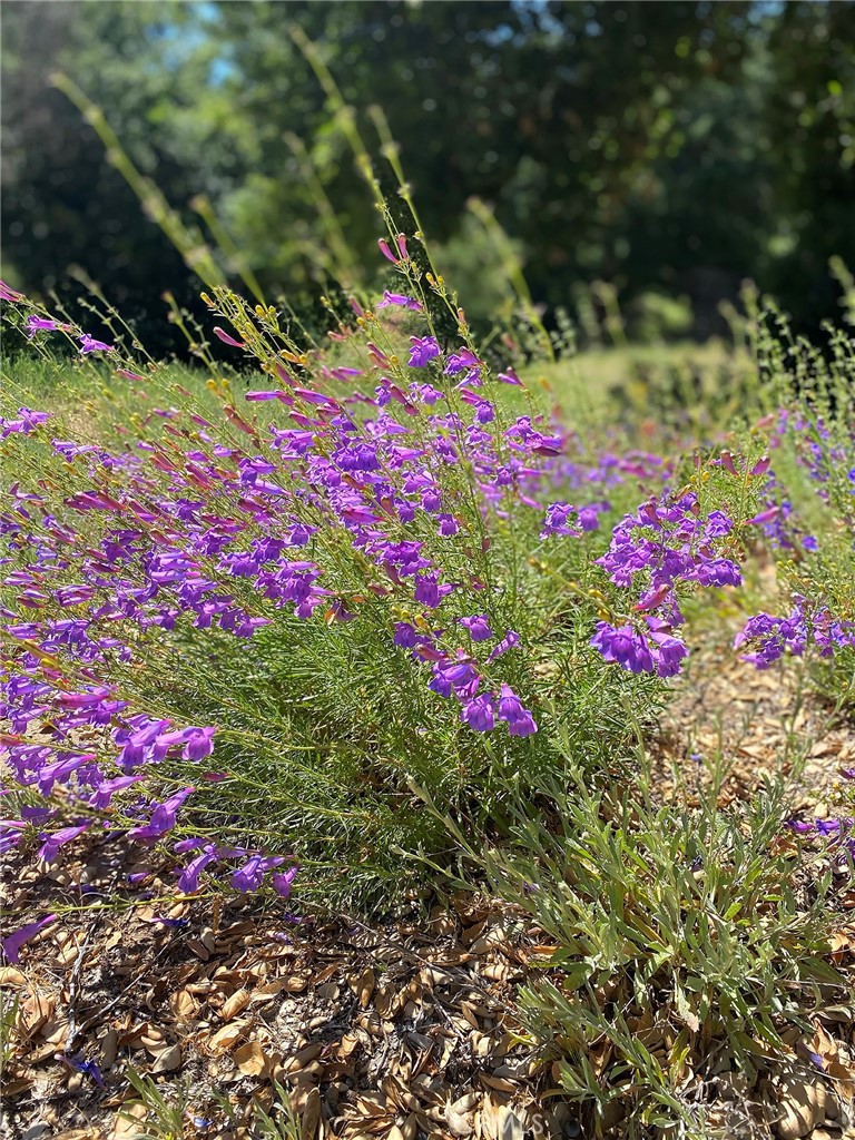 Old Agoura (850) - Land