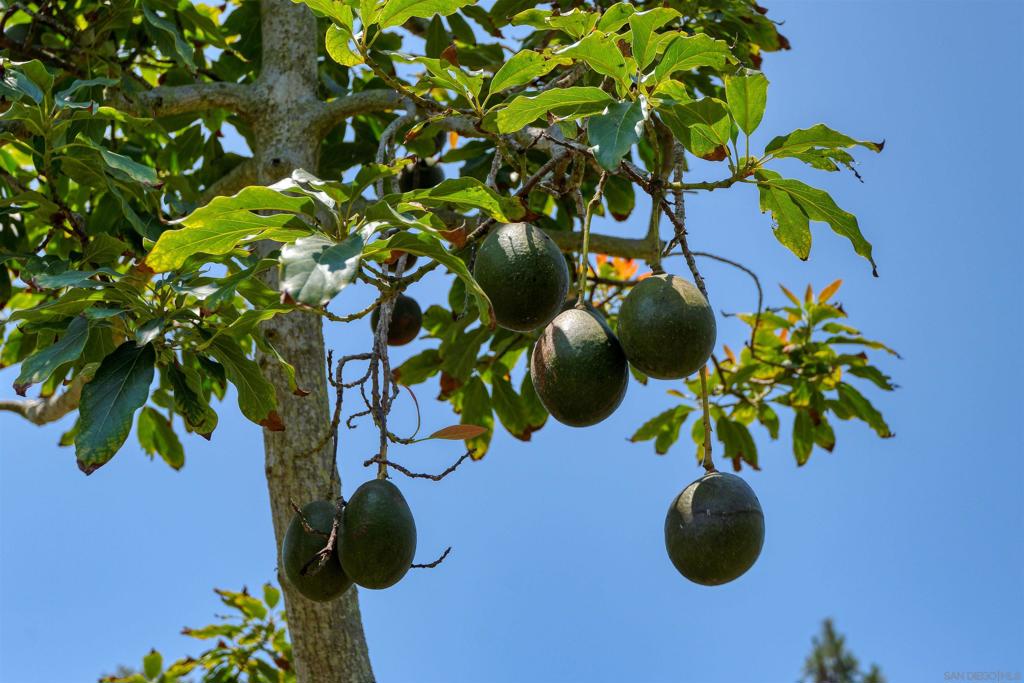 La Jolla - Residential