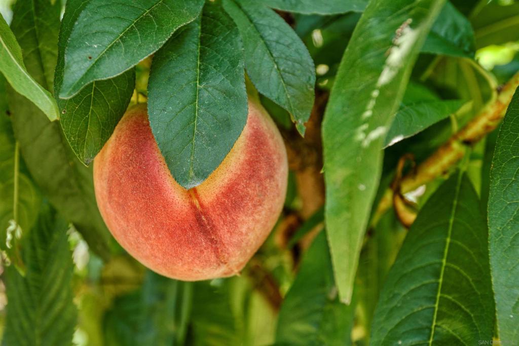 La Jolla - Residential