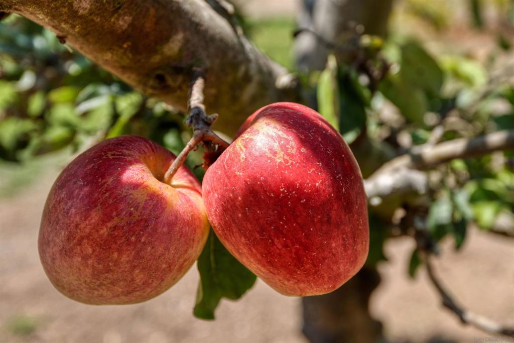 La Jolla - Residential