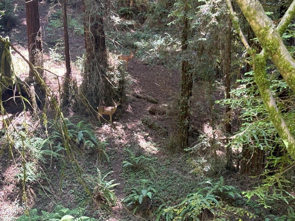 Build your dream home in the towering redwoods of Corralitos! With 6.67 acres of beautiful forest, this parcel is ready for your imagination! Easy access to Watsonville and the local's favorite Corralitos Market.