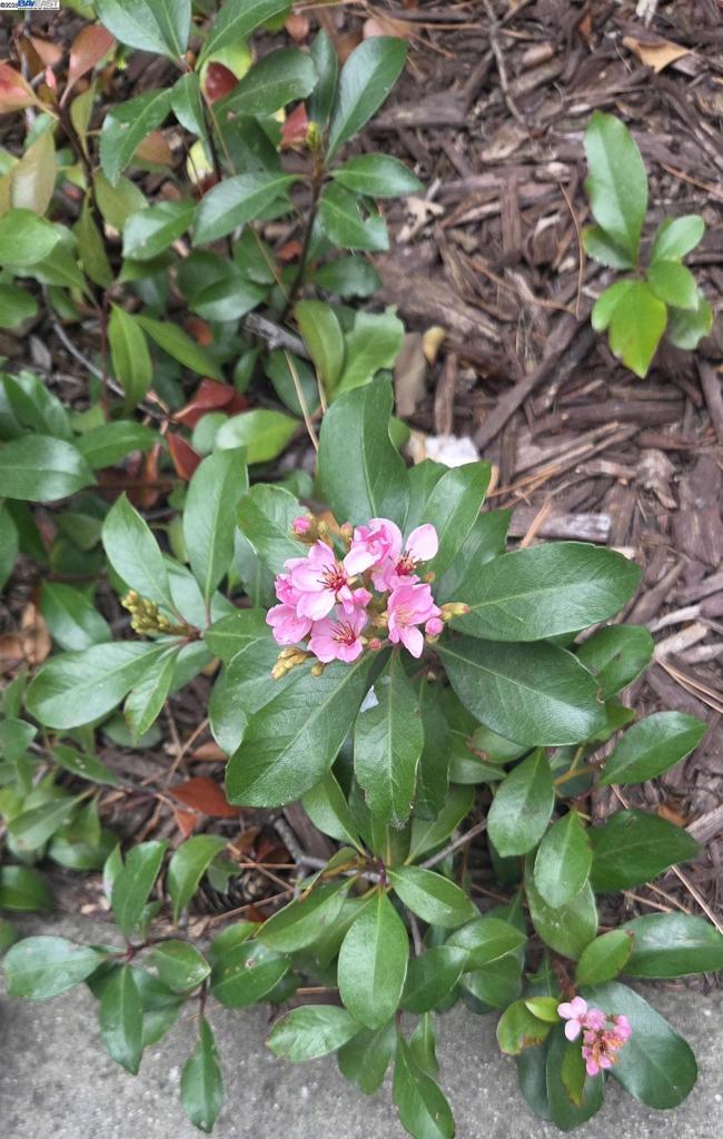 RAVENWOOD - Residential