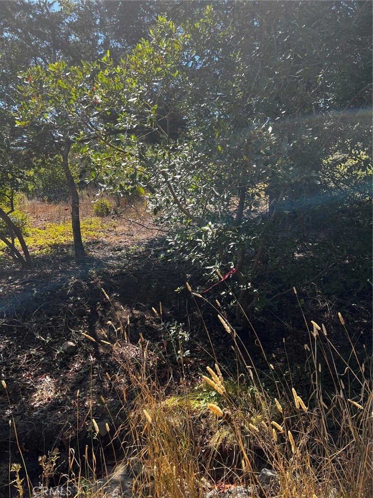 Cambria Rural(390) - Land