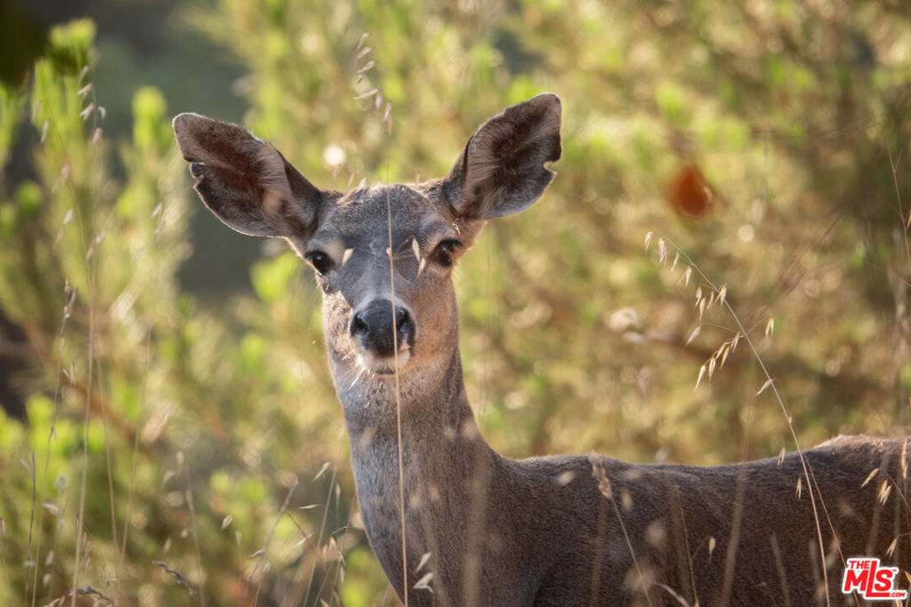 Cienega De Los Paicines Rho - Land