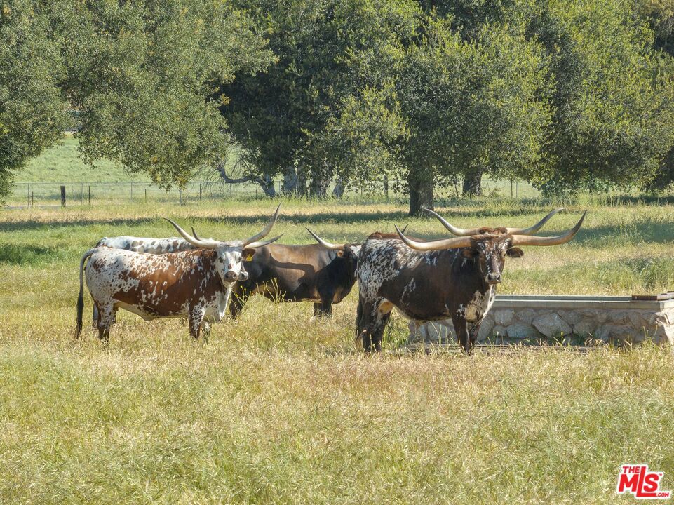 Cienega De Los Paicines Rho - Land