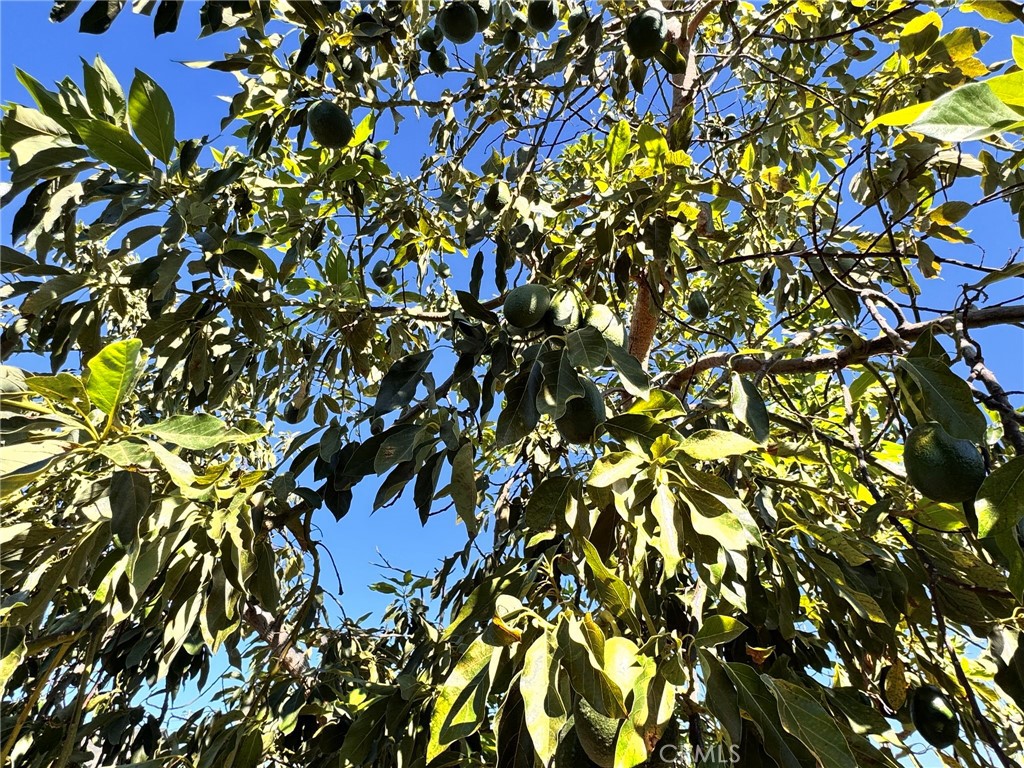 other - Residential Lease