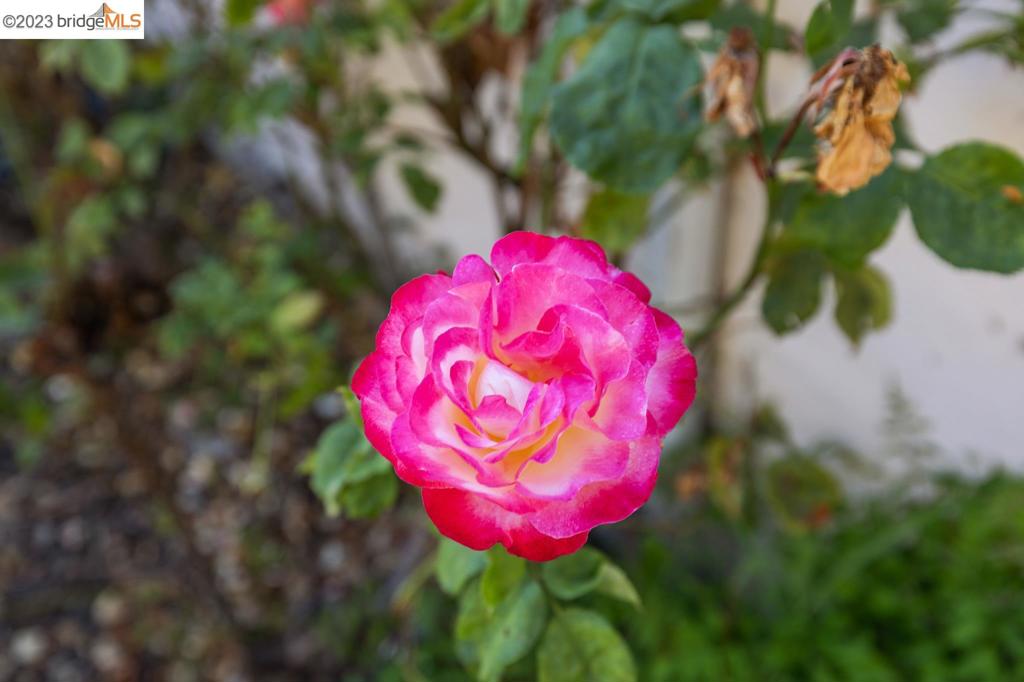 OAKLAND - Residential