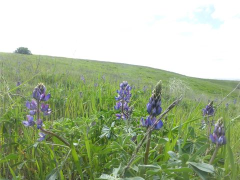 Tiny photo for 0 Yosemite Place, Paso Robles, CA 93446 (MLS # NS26030240)
