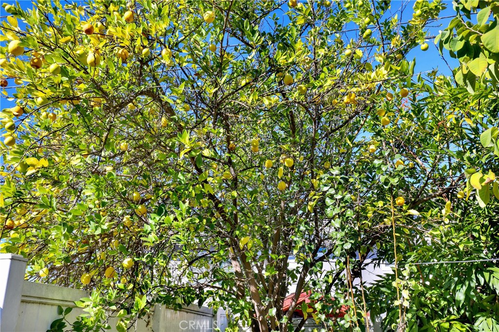 Other - Residential Lease