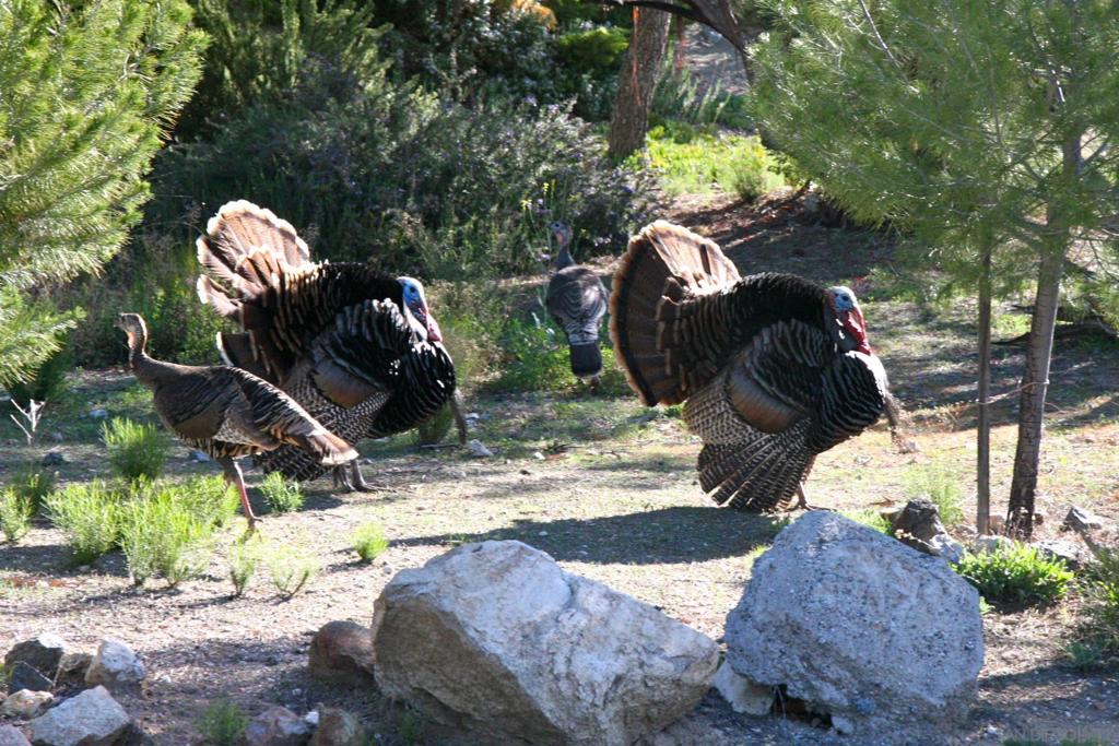 Warner Springs - Residential