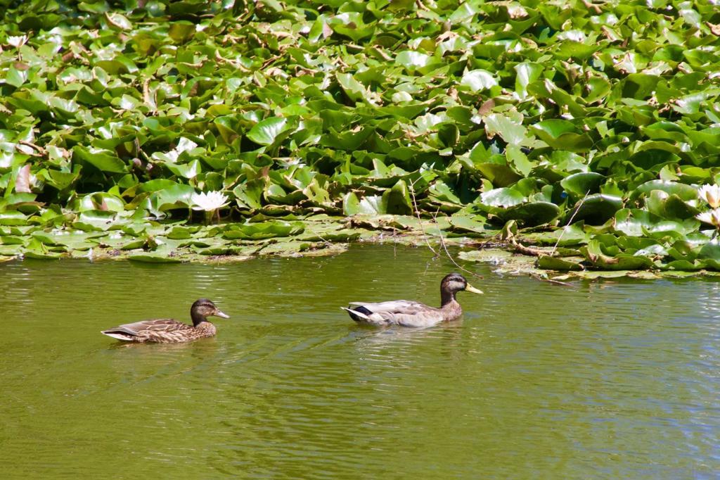 Warner Springs - Residential